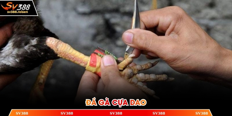 đá gà cựa dao