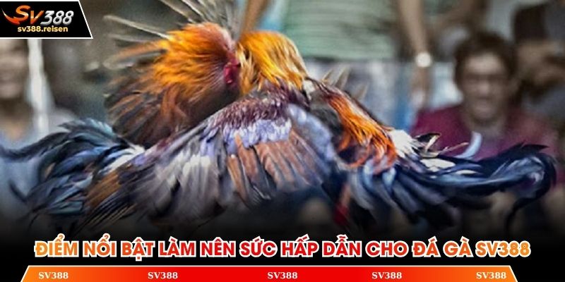 Điểm nổi bật làm nên sức hấp dẫn cho đá gà SV388