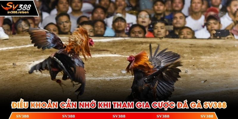 Những điều khoản cần nhớ khi tham gia cược đá gà SV388