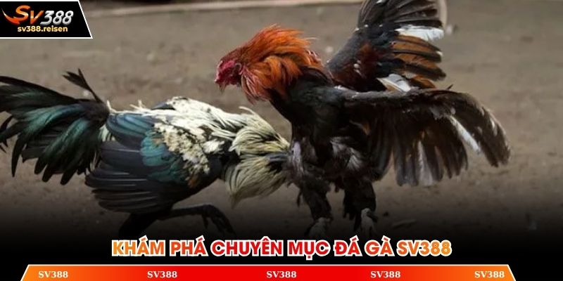 Khám phá chuyên mục đá gà SV388