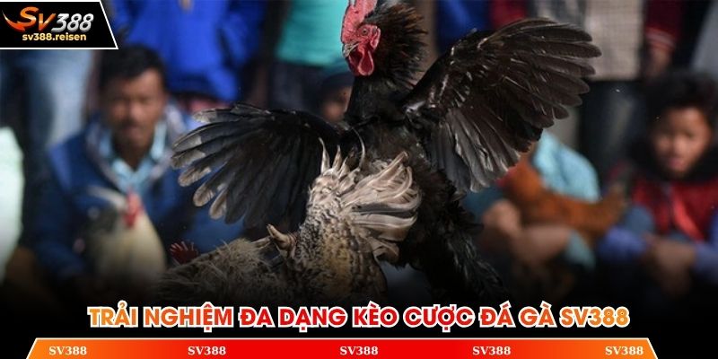 Trải nghiệm đa dạng kèo cược đá gà SV388