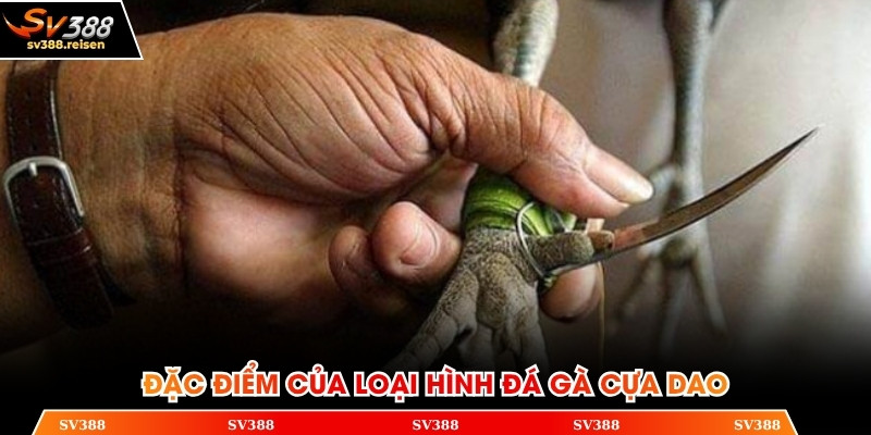 Đặc điểm của một trận chiến đá gà cựa dao