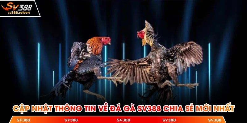 Cập nhật thông tin về đá gà SV388 chia sẻ mới nhất