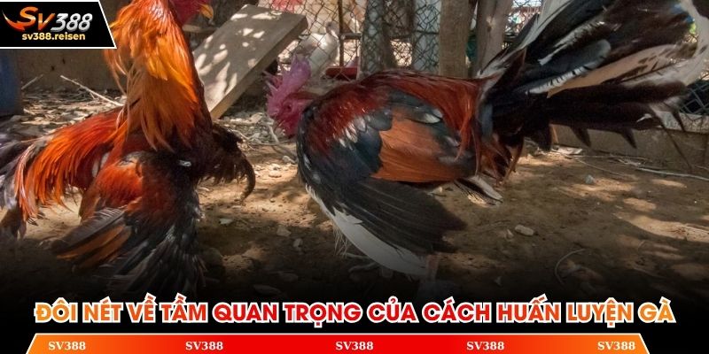 Đôi nét về tầm quan trọng của cách huấn luyện gà