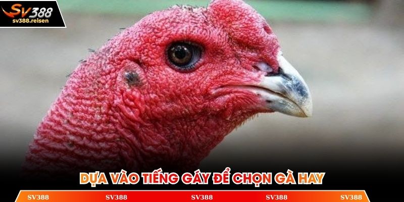 Gà đá hay sẽ có tiếng gáy vang dội, bắt tai