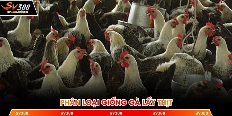 Gà mía được nuôi lấy thịt khá phổ biến hiện nay