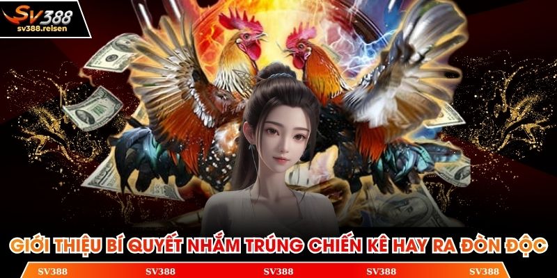 Giới thiệu bí quyết nhắm trúng chiến kê hay ra đòn độc