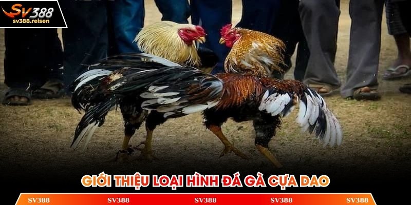 Thông tin giới thiệu về phiên bản đá gà cựa dao