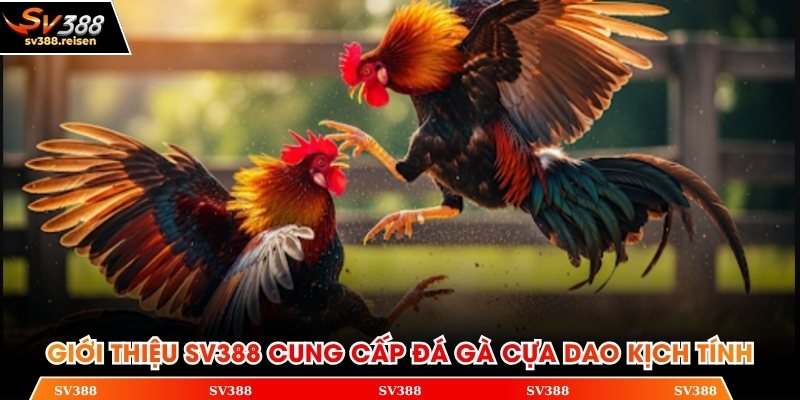 Giới thiệu SV388 cung cấp đá gà cựa dao kịch tính