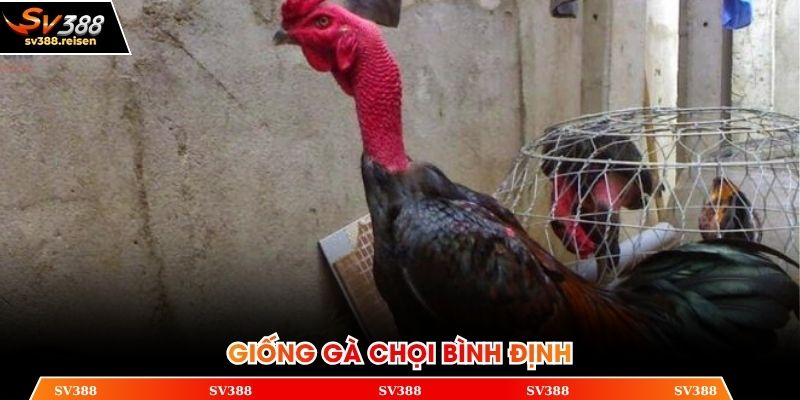 Giống Bình Định nổi tiếng một thời với sự bền bỉ