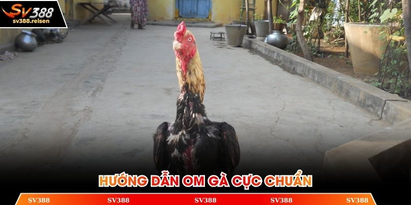 Hướng dẫn cách om chiến kê cực chuẩn từ chuyên gia