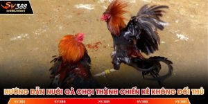Hướng dẫn nuôi gà chọi
