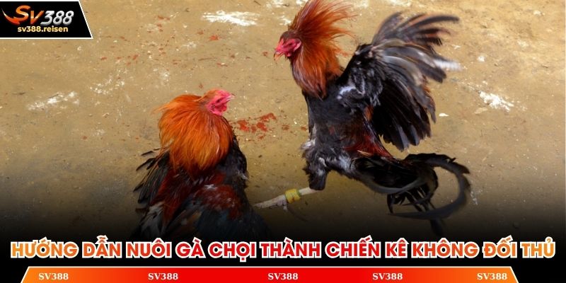 Hướng dẫn nuôi gà chọi