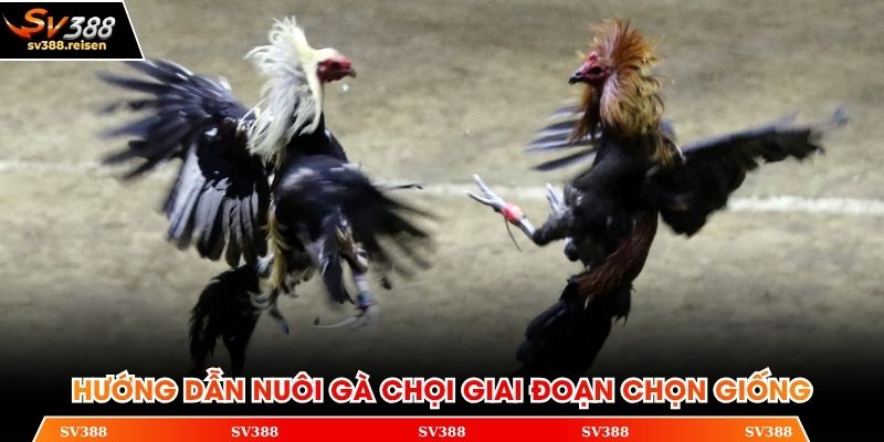 Hướng dẫn nuôi gà chọi giai đoạn chọn giống