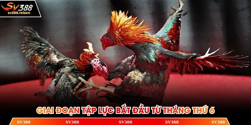 Giai đoạn tập lực bắt đầu từ tháng thứ 6