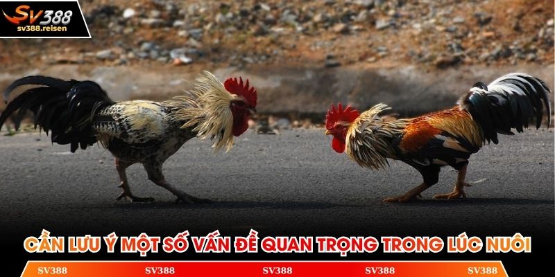 Cần lưu ý một số vấn đề quan trọng trong lúc nuôi