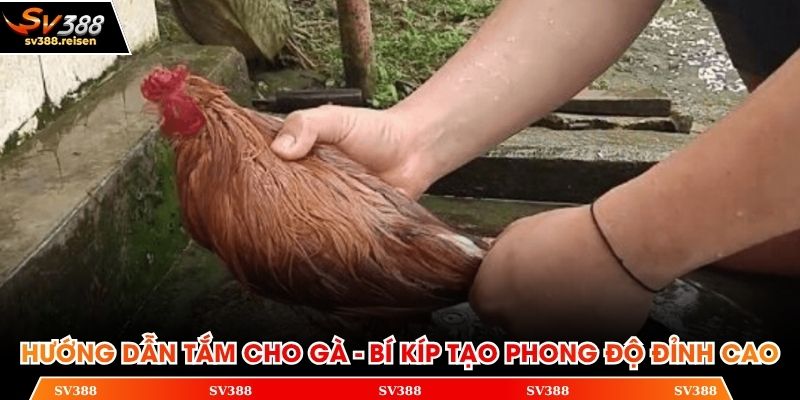 Hướng dẫn tắm cho gà