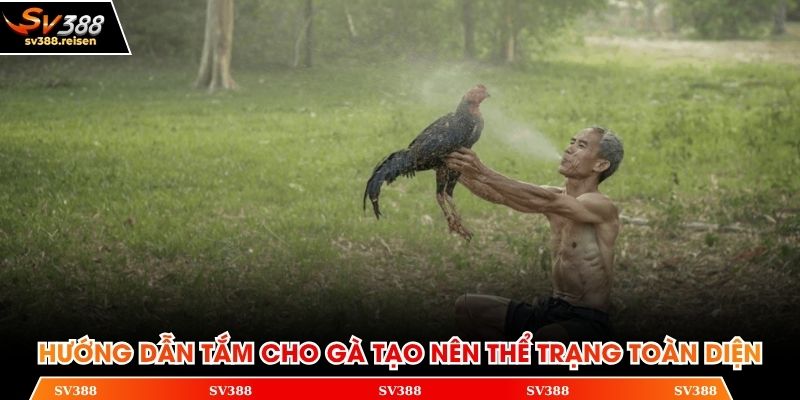 Hướng dẫn tắm cho gà tạo nên thể trạng toàn diện