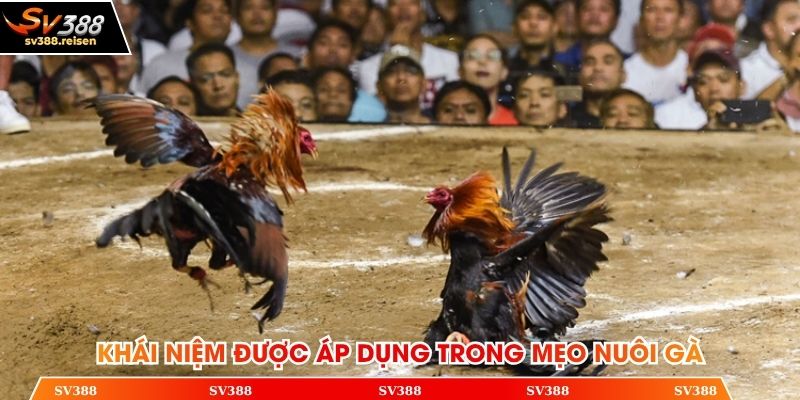 Khái niệm được áp dụng trong mẹo nuôi gà