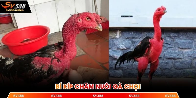 Kinh nghiệm chăn nuôi chiến kê cực chuẩn từ chuyên gia