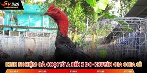 Kinh nghiệm gà chọi