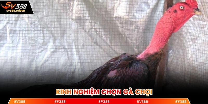 Kinh nghiệm gà chọi trong khâu lựa chọn