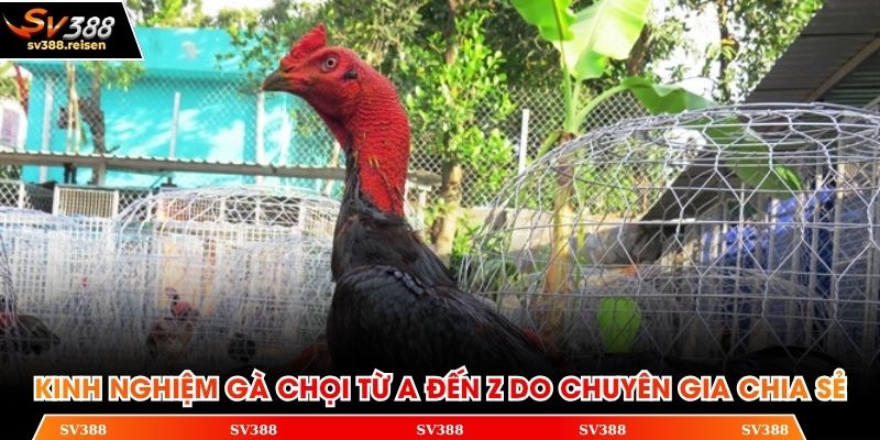 Kinh nghiệm gà chọi