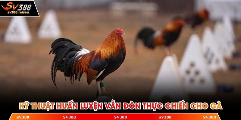 Kỹ thuật huấn luyện vần đòn thực chiến cho gà