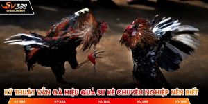 Kỹ thuật vần gà hiệu quả
