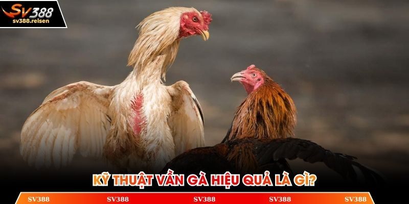 Tìm hiểu về kỹ thuật vần gà hiệu quả là gì
