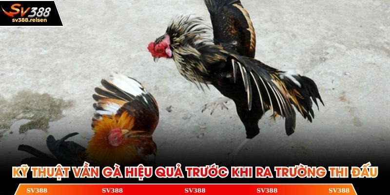 Kỹ thuật vần gà hiệu quả trước khi ra trường thi đấu