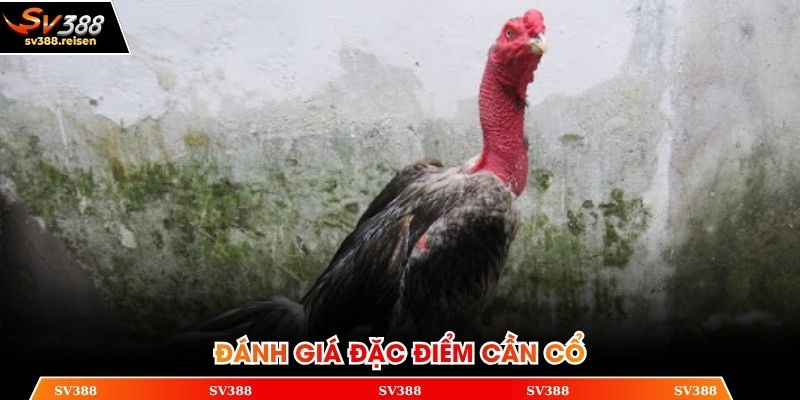 Mẹo chọn thần kê dựa vào đặc điểm của cổ