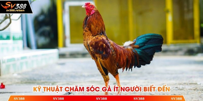 Kỹ thuật chăm sóc gà ít người biết đến
