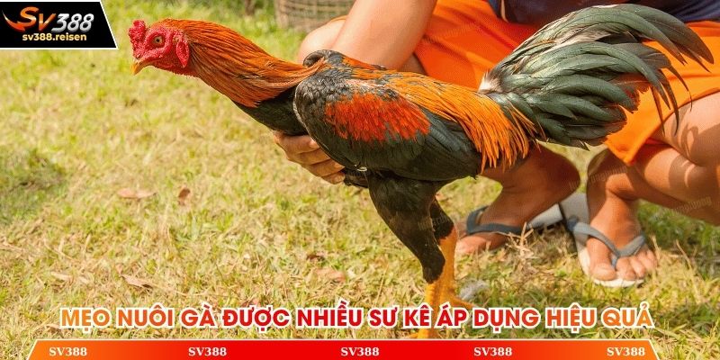 Mẹo nuôi gà