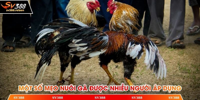 Một số mẹo nuôi gà được nhiều người áp dụng