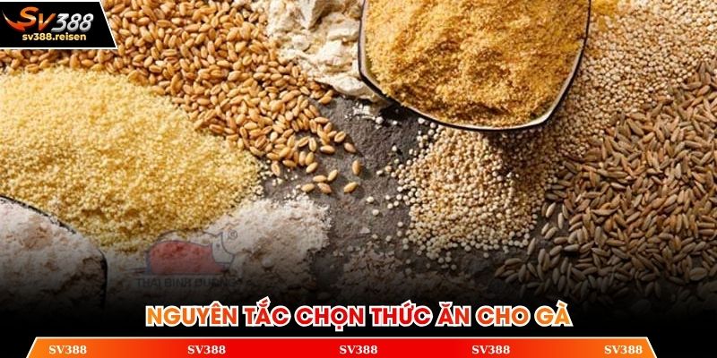 Nguyên tắc chọn thức ăn cho gà cần phải nhớ