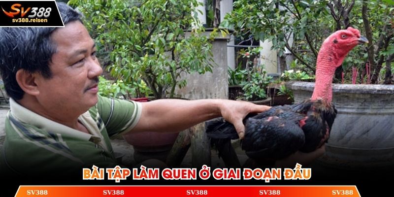 Những bài tập đầu tiên giúp chiến kê làm quen môi trường