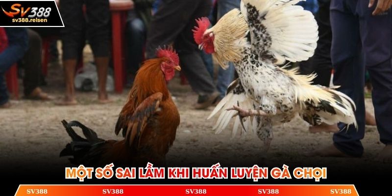 Những lưu ý cần nhớ về cách huấn luyện gà chọi