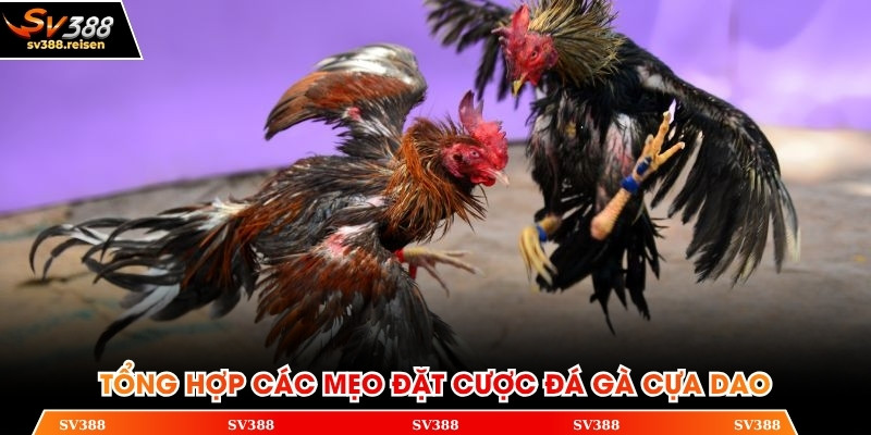 Bỏ túi những mẹo cược gà cựa dao hiệu quả từ chuyên gia