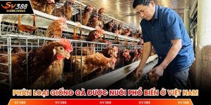 Phân loại giống gà
