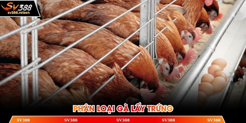 Phân loại giống gà dùng cho mục đích lấy trứng