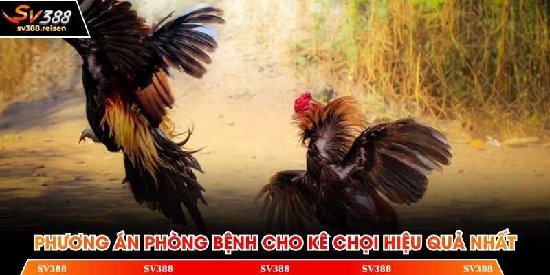 Phương án phòng bệnh cho kê chọi hiệu quả nhất
