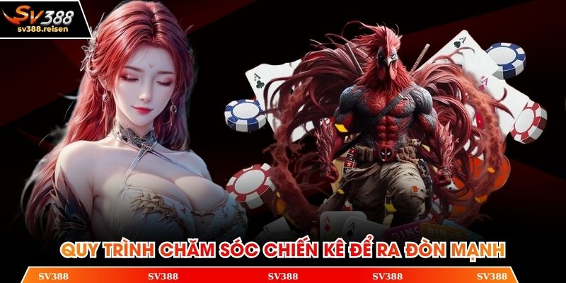 Quy trình chăm sóc chiến kê để ra đòn mạnh