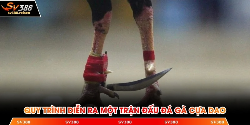 Quy trình diễn ra một trận đấu gà cựa dao