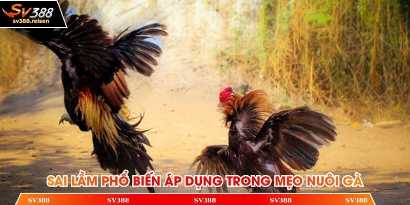Sai lầm phổ biến áp dụng trong mẹo nuôi gà