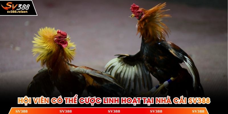 Hội viên có thể cược linh hoạt tại nhà cái SV388