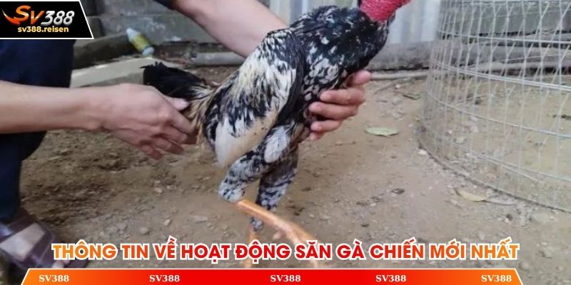 Thông tin về hoạt động săn gà chiến mới nhất