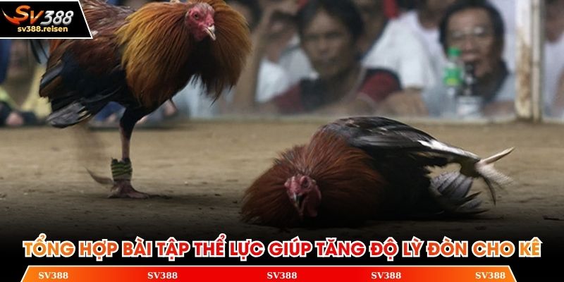 Tổng hợp bài tập thể lực giúp tăng độ lỳ đòn cho kê