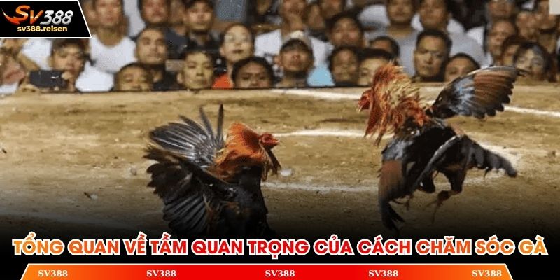 Tổng quan về tầm quan trọng của cách chăm sóc gà
