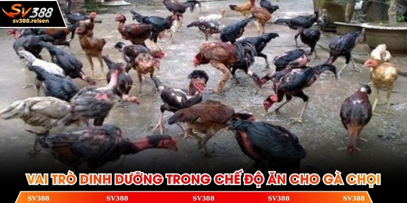 Vai trò dinh dưỡng trong chế độ ăn cho gà chọi